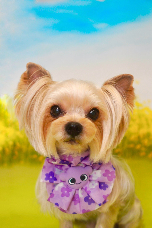 シェリーちゃん