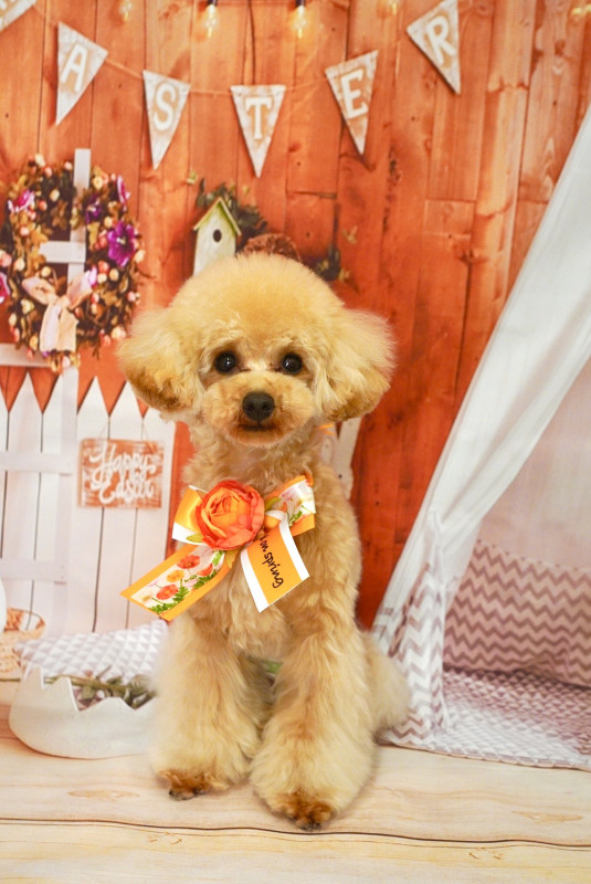 スティーブくん