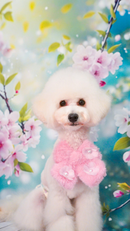 プティーちゃん