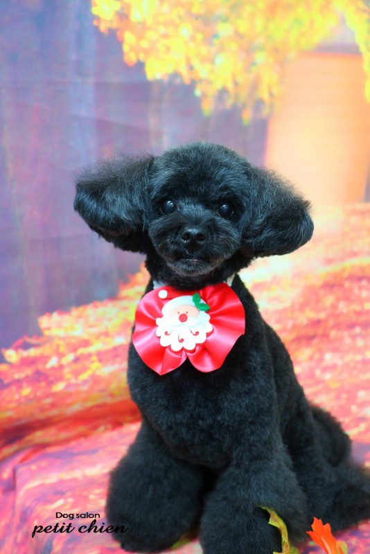 ショコラちゃん