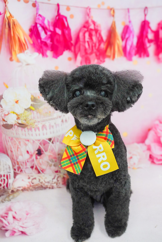 ショコラちゃん