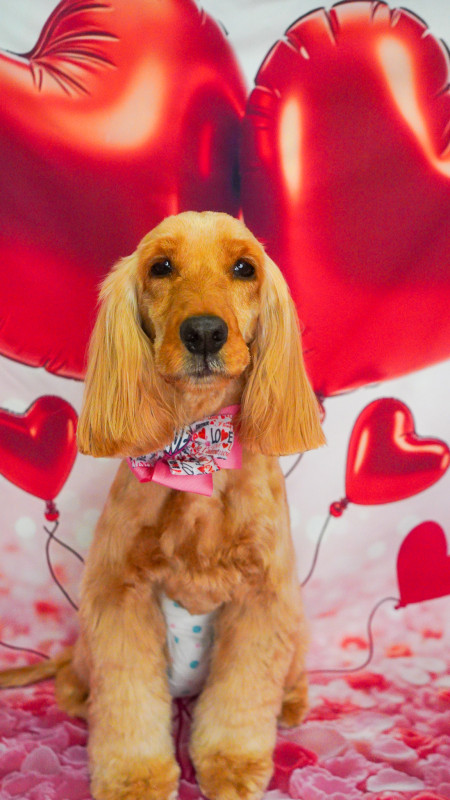 ヘーゼルちゃん