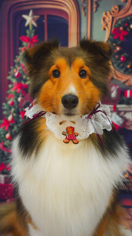 シェリーちゃん