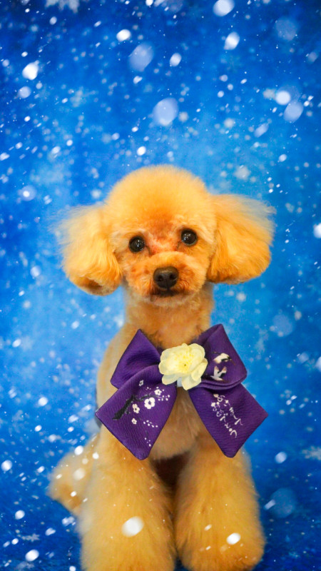 スティーブくん