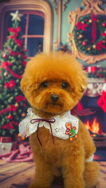 ショコラちゃん