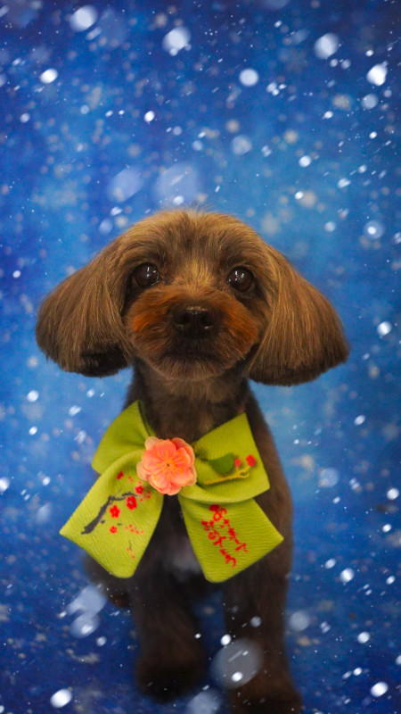 ショコラちゃん