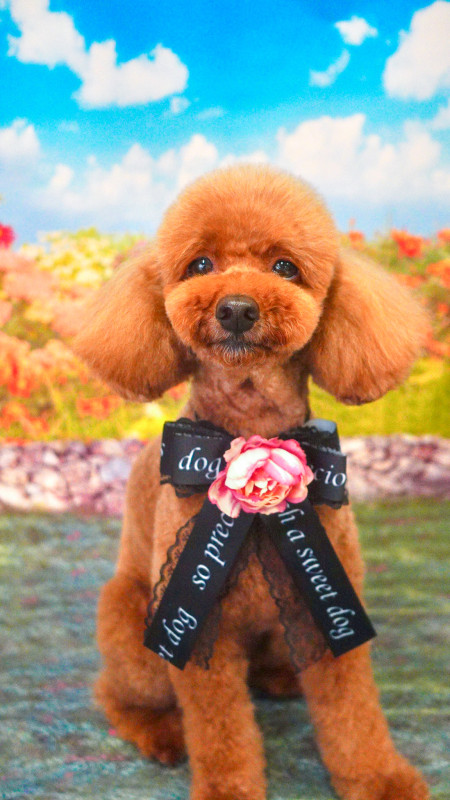 シュシュちゃん