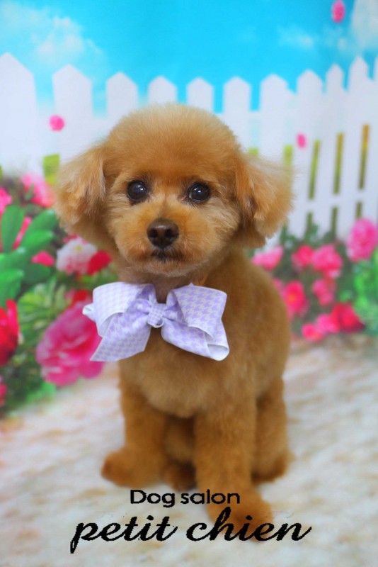 ハーディーくん