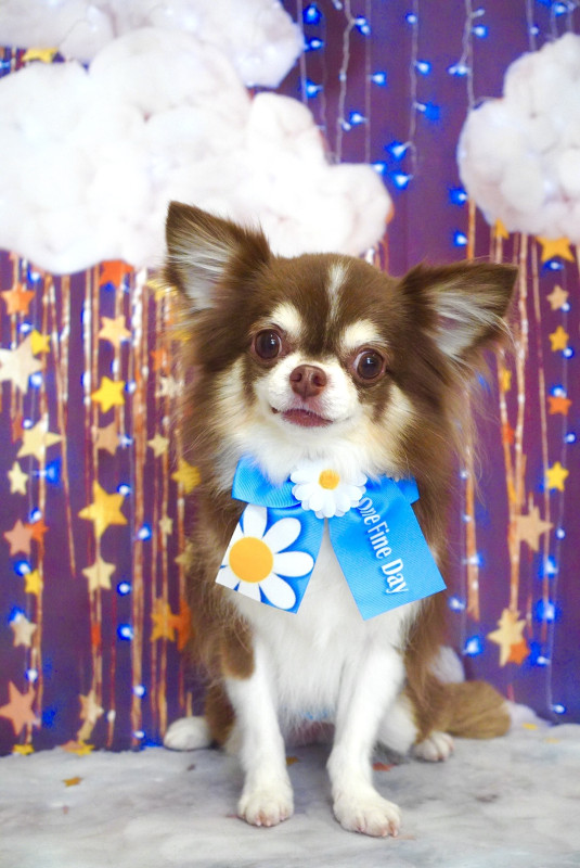 はまちゃんくん