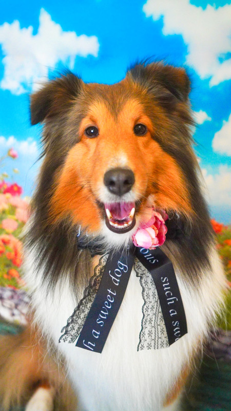 シェリーちゃん