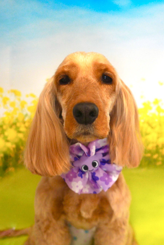 ヘーゼルちゃん