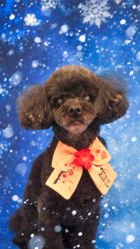 ショコラちゃん