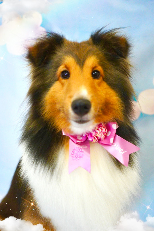 シェリーちゃん