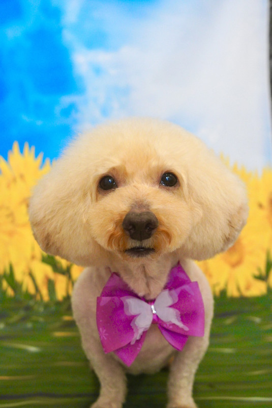 アンジーちゃん