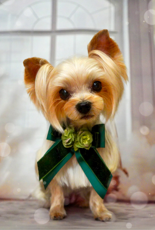 シェリーちゃん