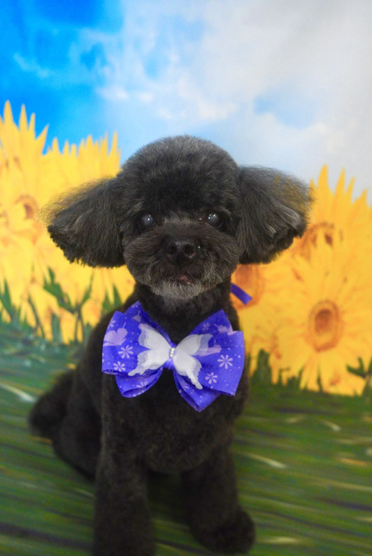 ショコラちゃん