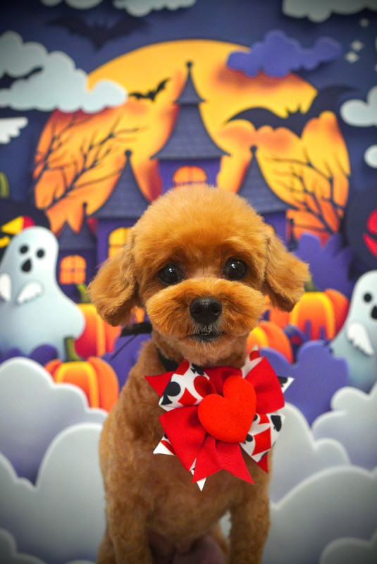 アンジュちゃん