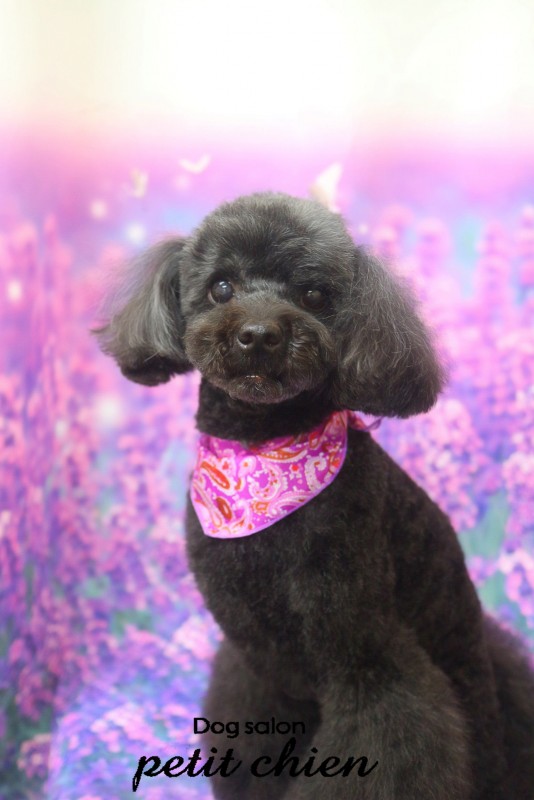 ショコラちゃん