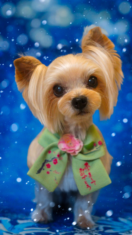 シェリーちゃん