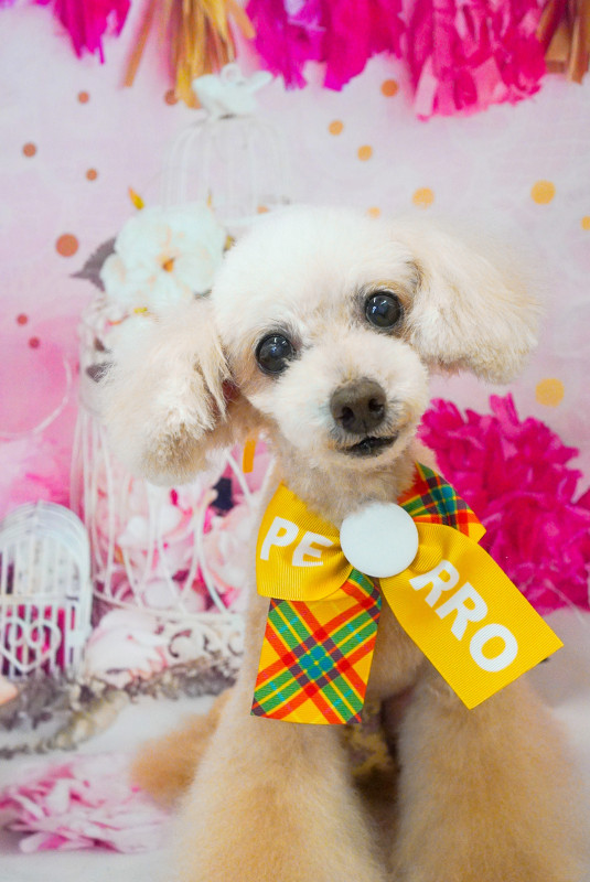 アムールちゃん