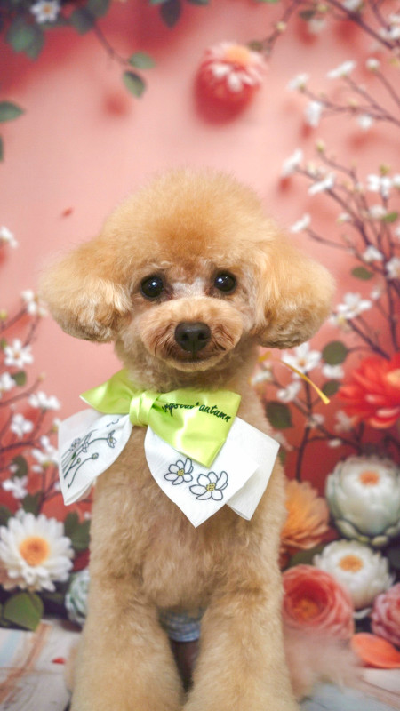 スティーブくん