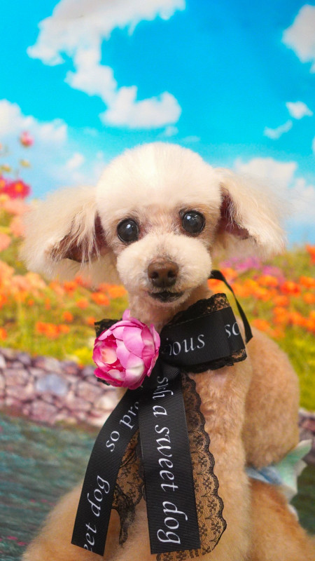 アムールちゃん