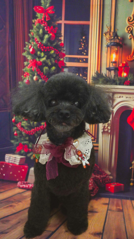 ショコラちゃん