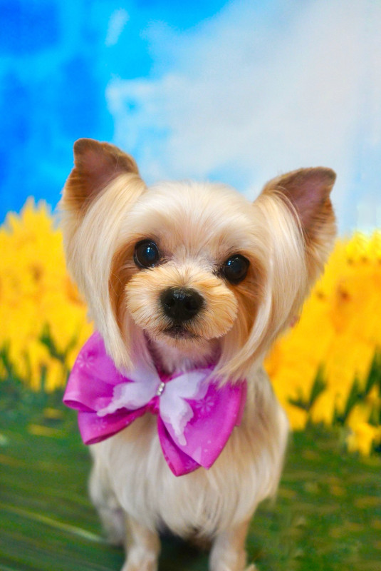 シェリーちゃん