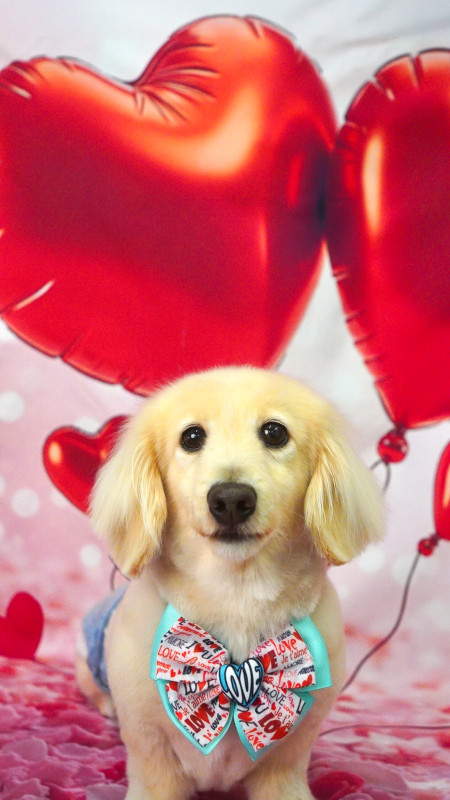 スリンキーくん