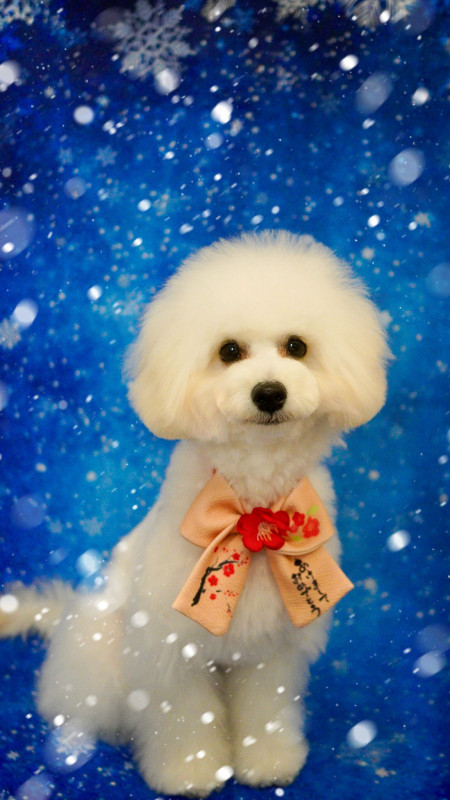 プティーちゃん