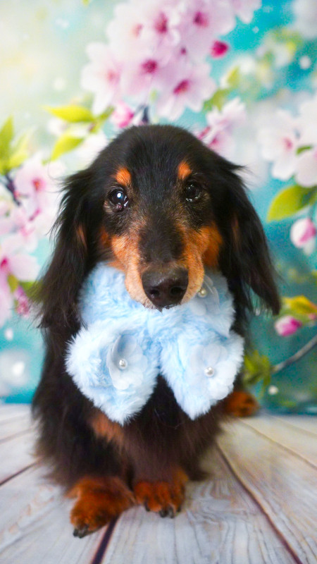 グーフィーくん