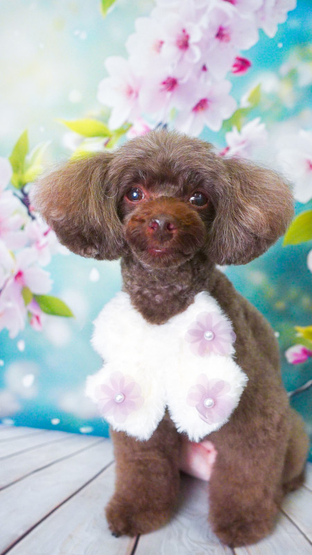 ショコラちゃん