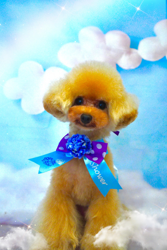 スティーブくん