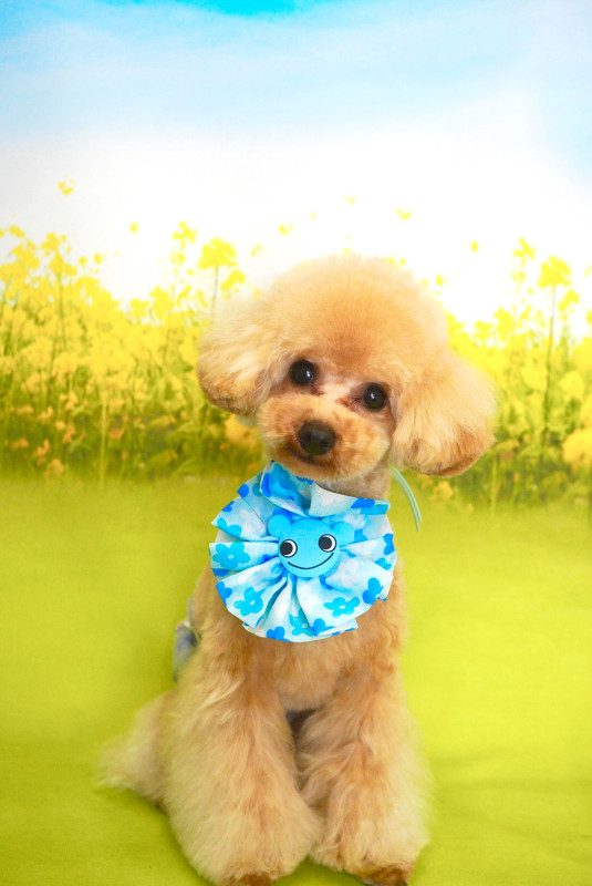 スティーブくん