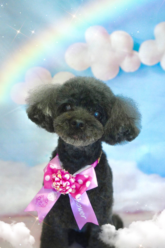 ショコラちゃん