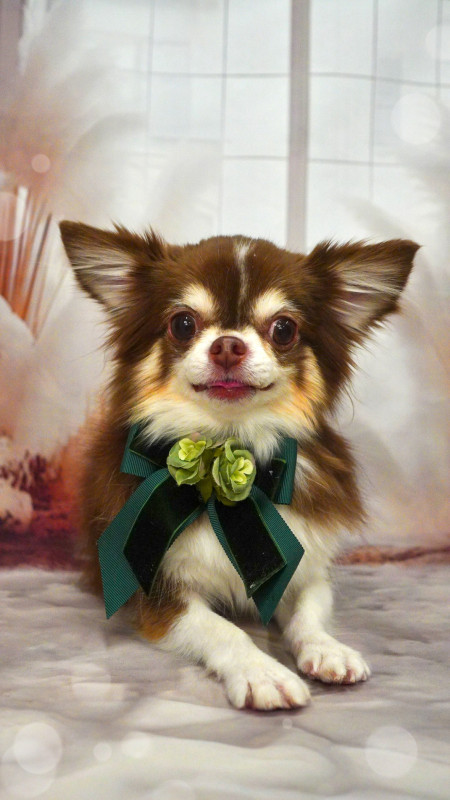 はまちゃんくん