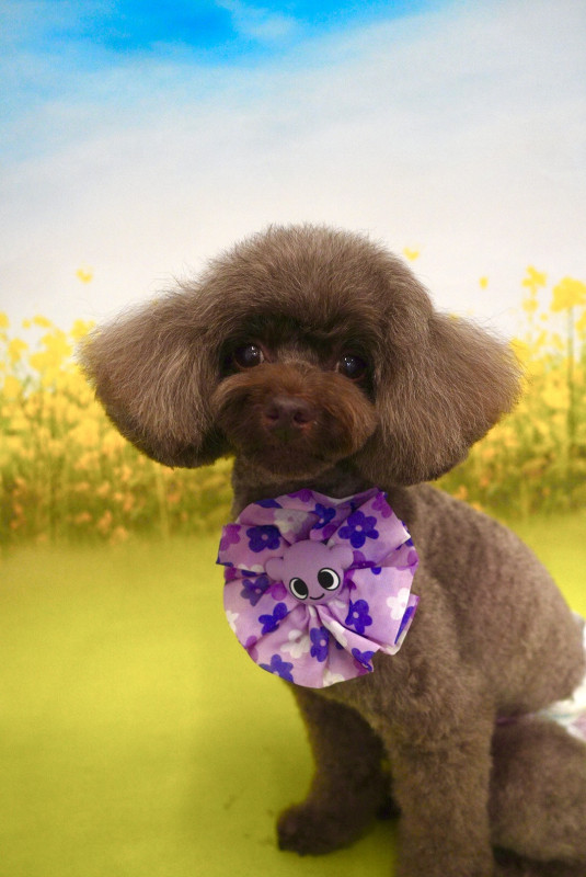 ショコラちゃん