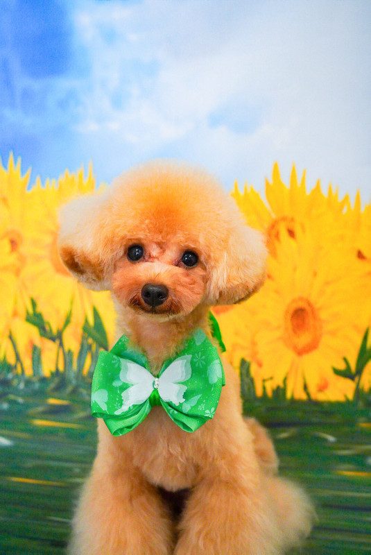 スティーブくん