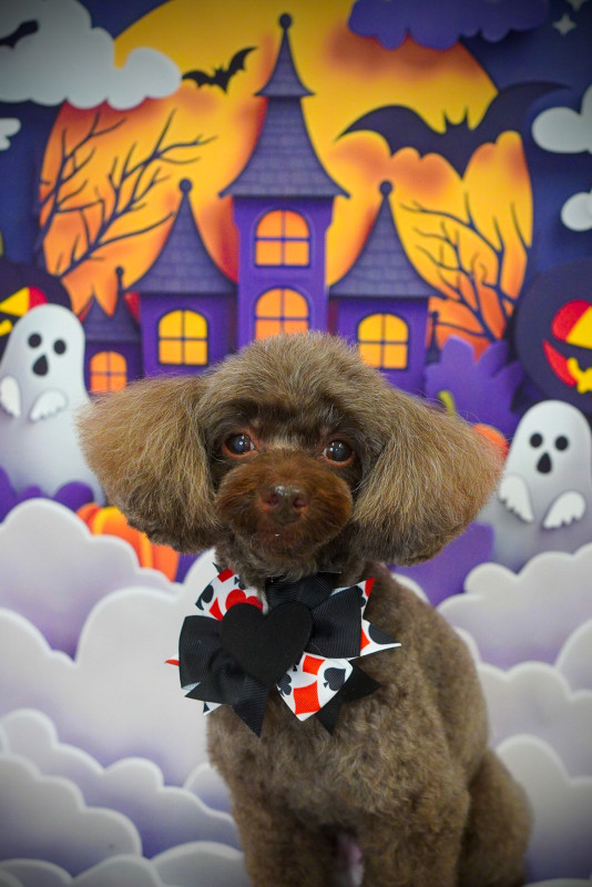 ショコラちゃん