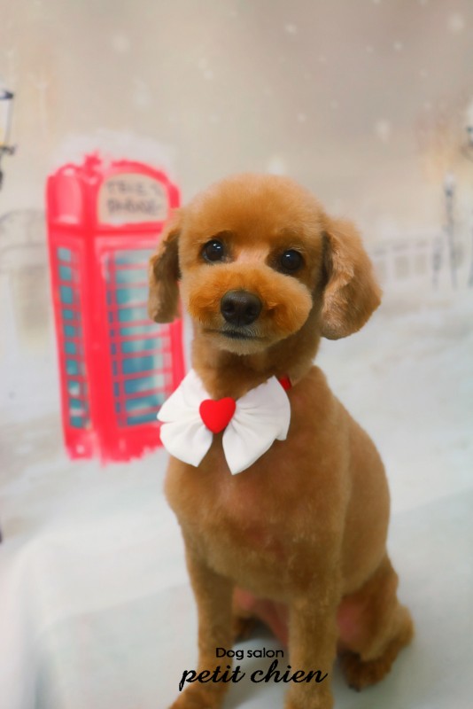 クッキーちゃん