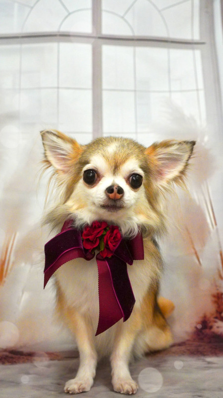 まっちゃんちゃん