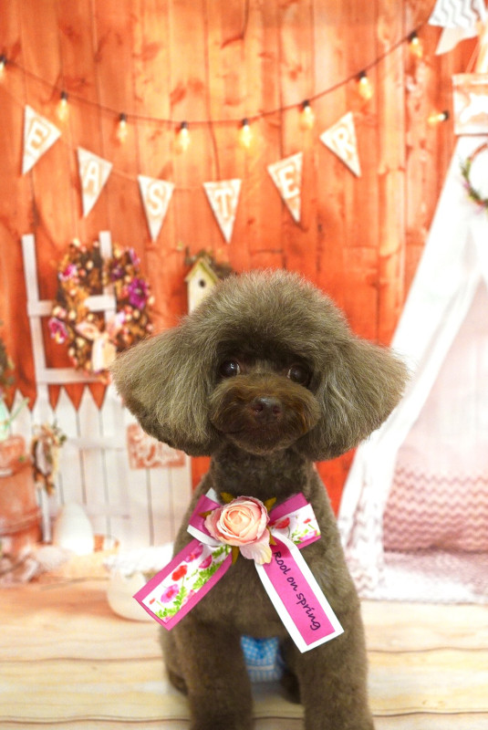 ショコラちゃん