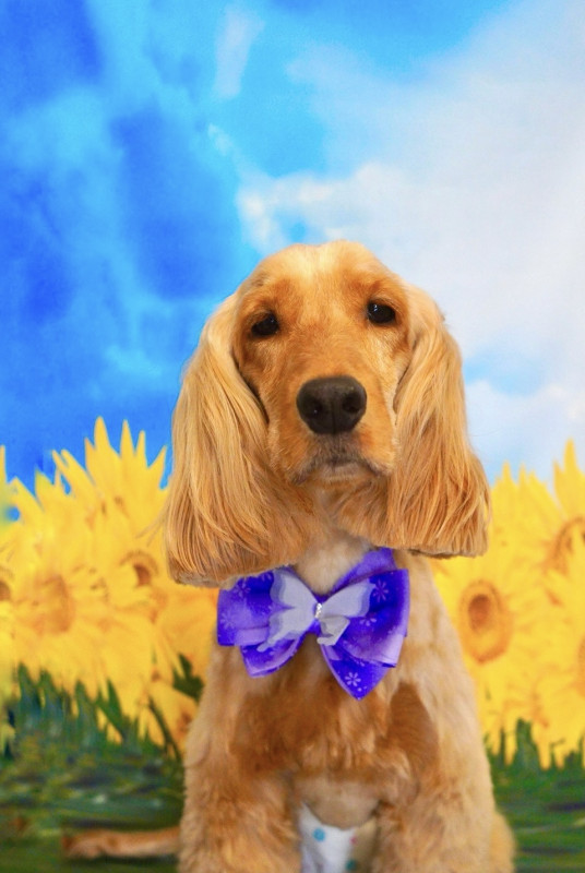 ヘーゼルちゃん