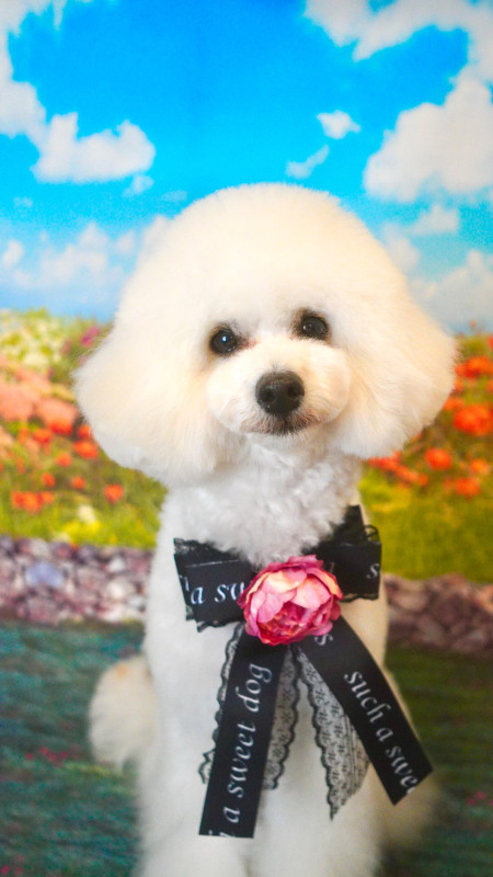 プティーちゃん