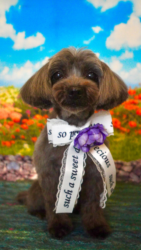 ショコラちゃん