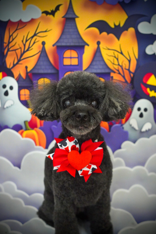 ショコラちゃん