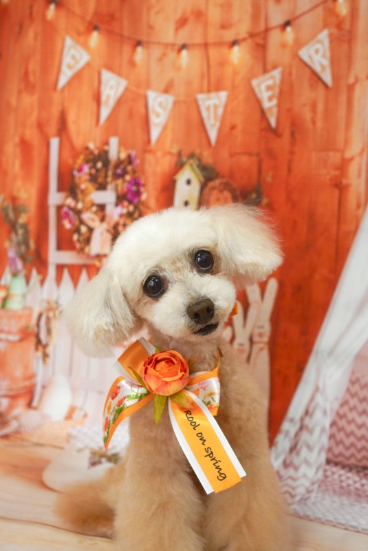 アムールちゃん