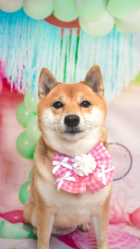 こむぎちゃん