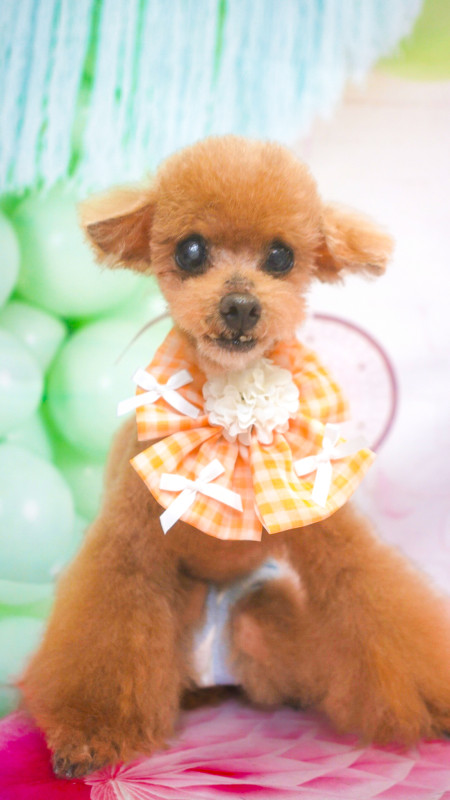 こころちゃん