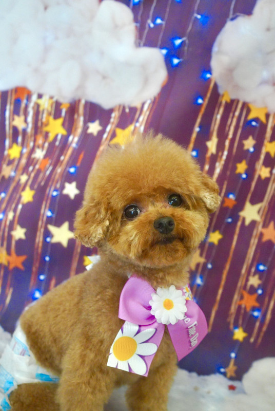 ショコラちゃん